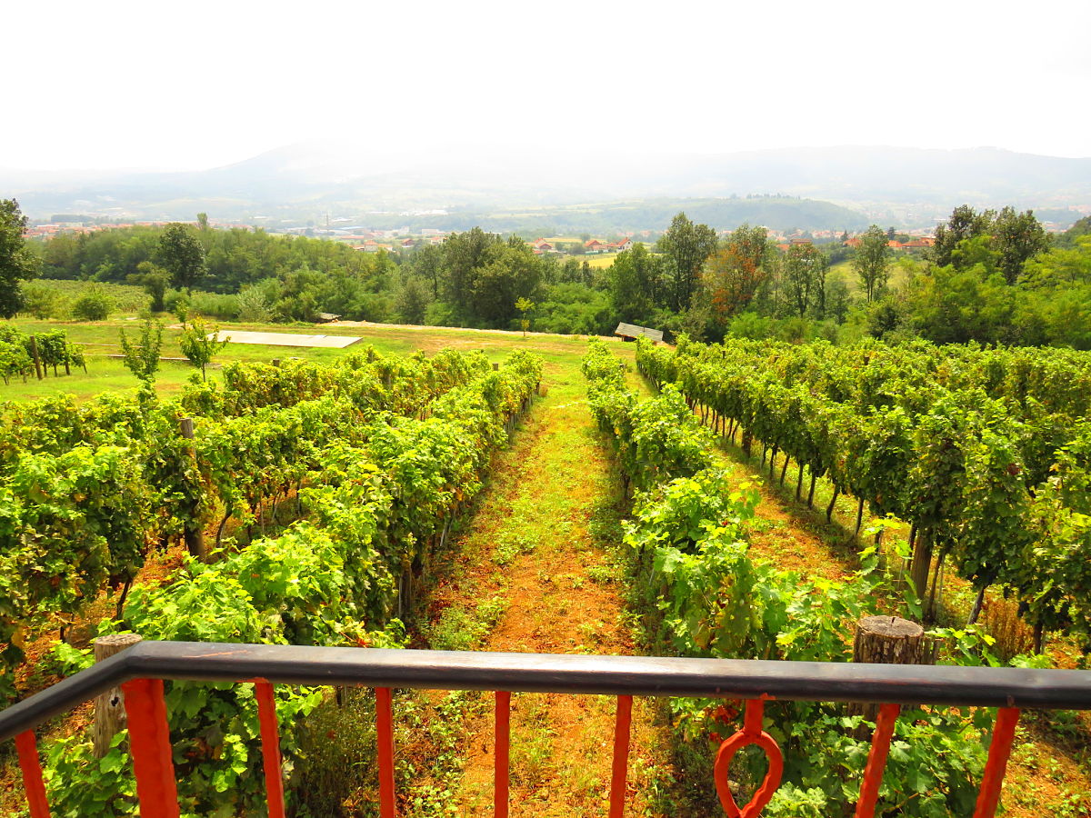 Topola Oplenac winery full day trip