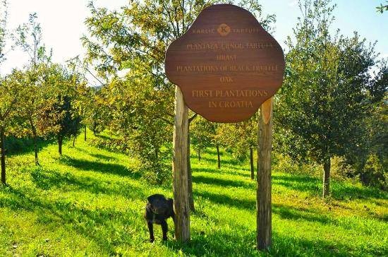 Croatia & Slovenia food tour Vineyard visit - Croatia food tour